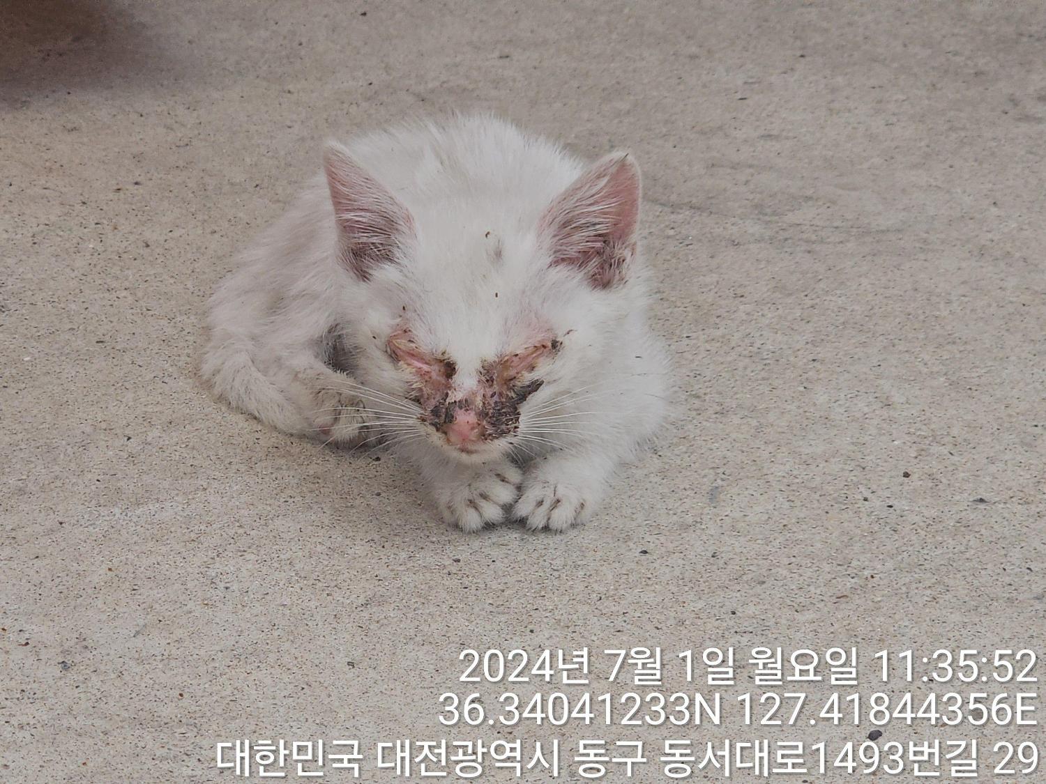 한국 고양이 이미지 파일 입니다.